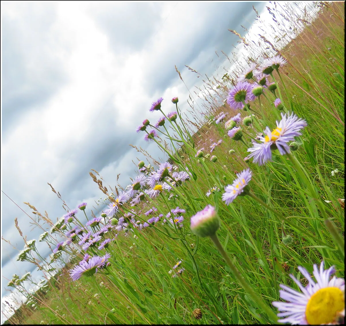 looking at close up of fleabane flower with others plus yarrow in the background.JPG