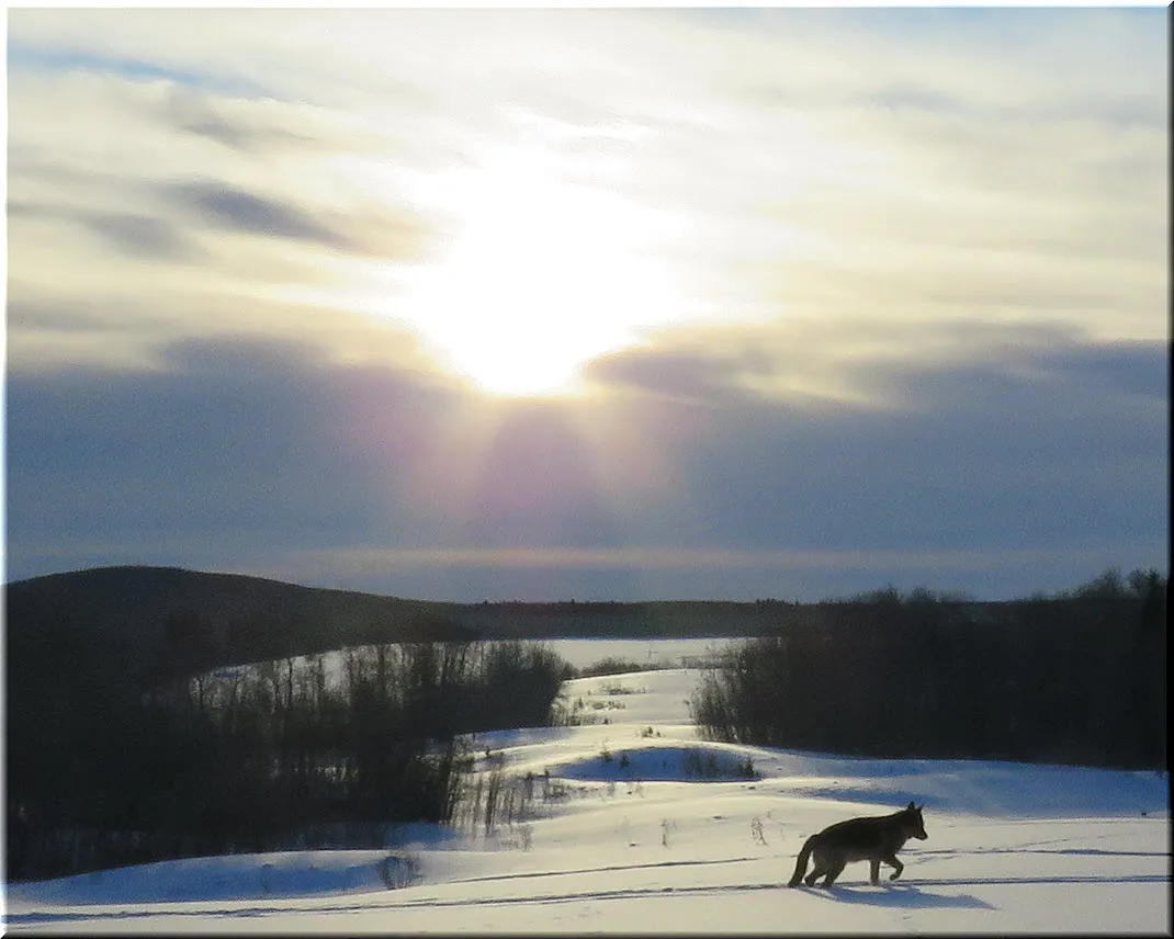 Bruno walking in snow on top of hill sun breaking thru clouds above frozen lake.JPG