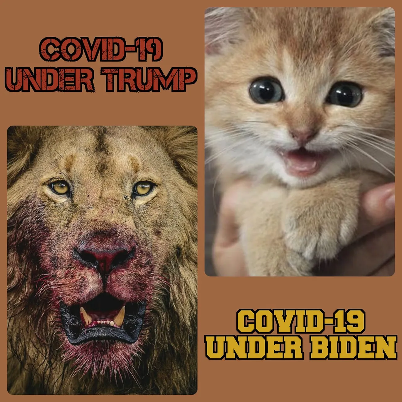 Covid Under Trump vs Biden Being a Lion vs a Kitten Cat.jpg