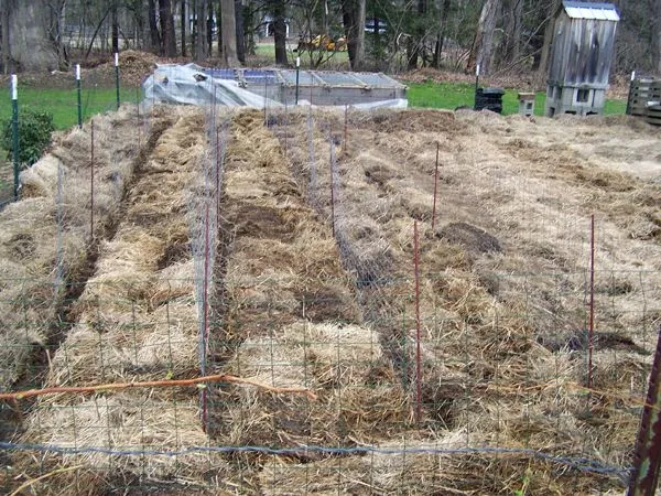 Small garden - planting pea, all mulched crop April 2018.jpg