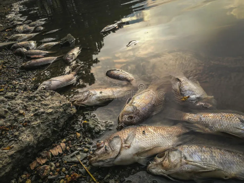 pescados-muertos-en-el-río-contaminación-agua-agua-oscura-89418225.jpg