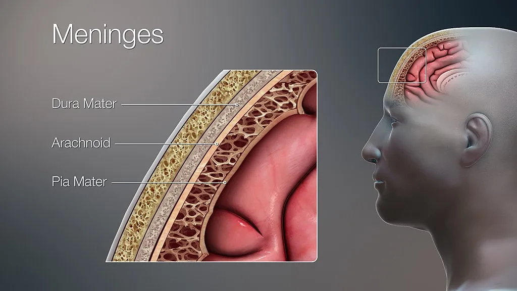 Meninges