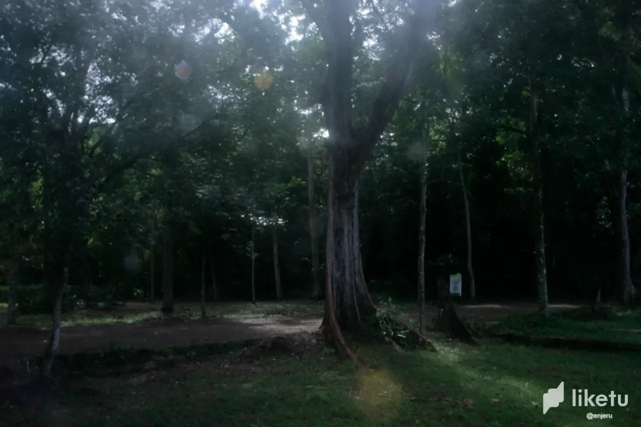 clrmhlgwc0069rmsz2p7e29p9_bosque.webp