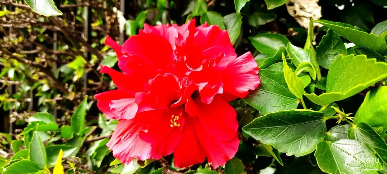 P1JWL4FJsVKGr4pd_rosa_doble_roja.webp