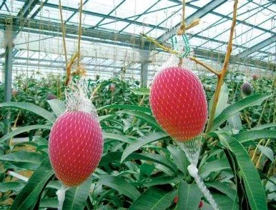 mgz-79_greenhouse_mango_400x304.jpg