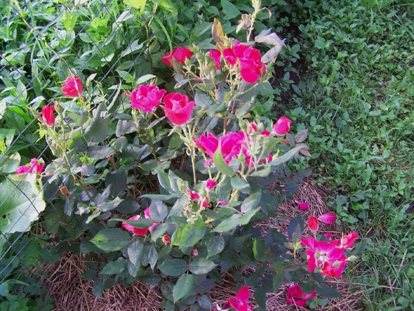 Big rose crop June 2019.jpg