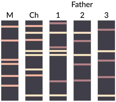 567px-DNA_paternity_testing_en-.jpg