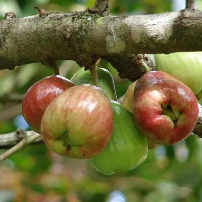 malay-apple-syzygium-malaccense.jpg