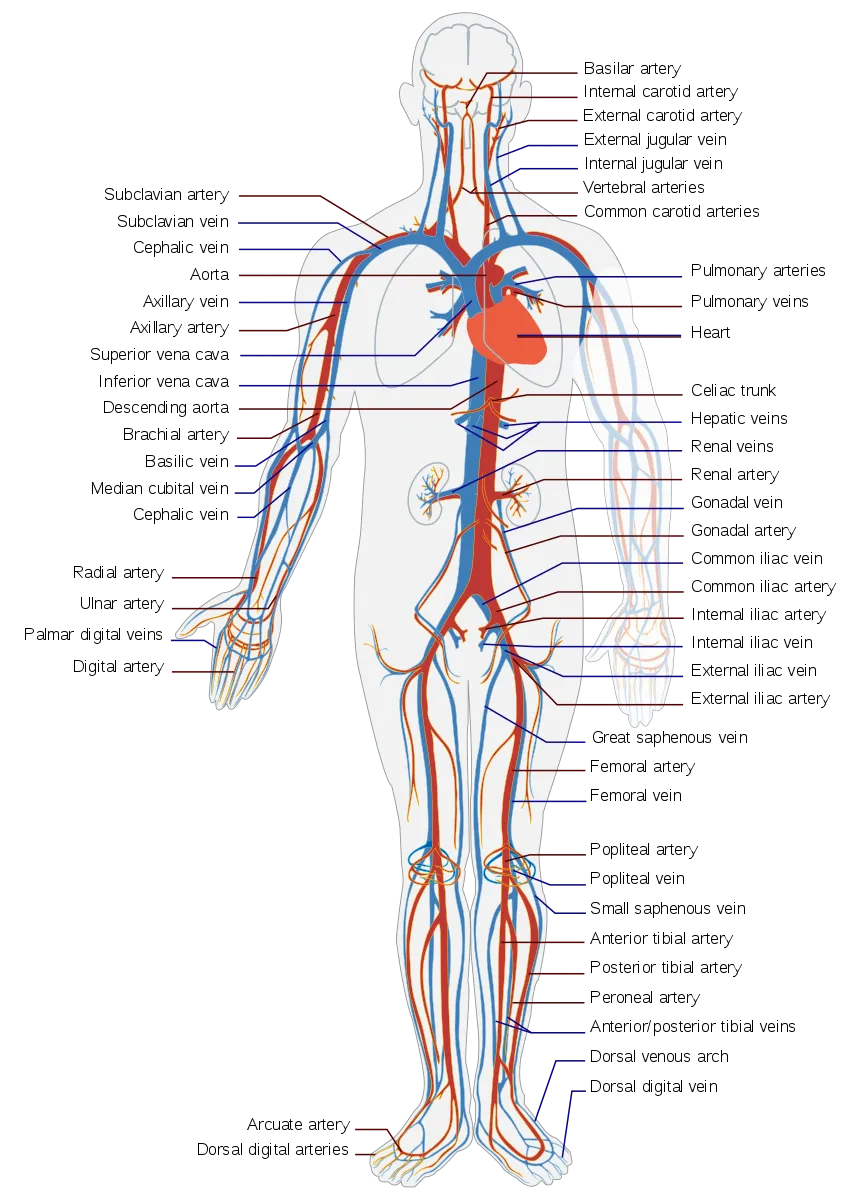 864px-Circulatory_System_en.svg.png