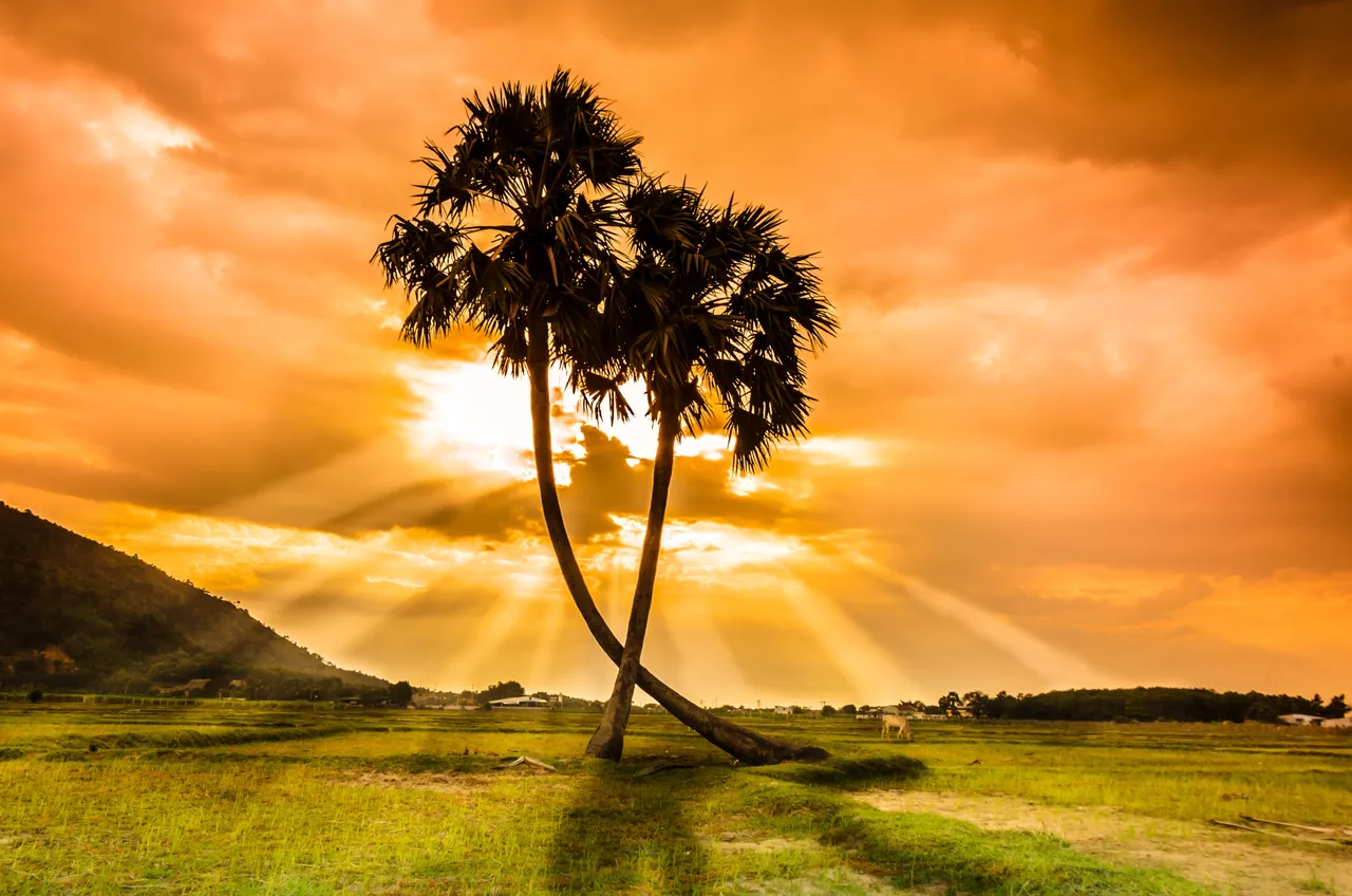 clouds-golden-hour-grass-417046.jpg