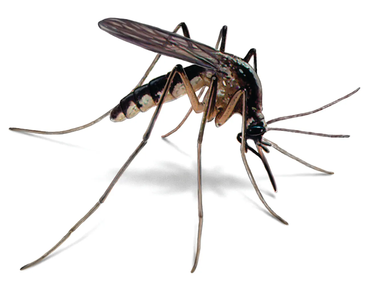 mosquito-illustration_2092x1660.jpg