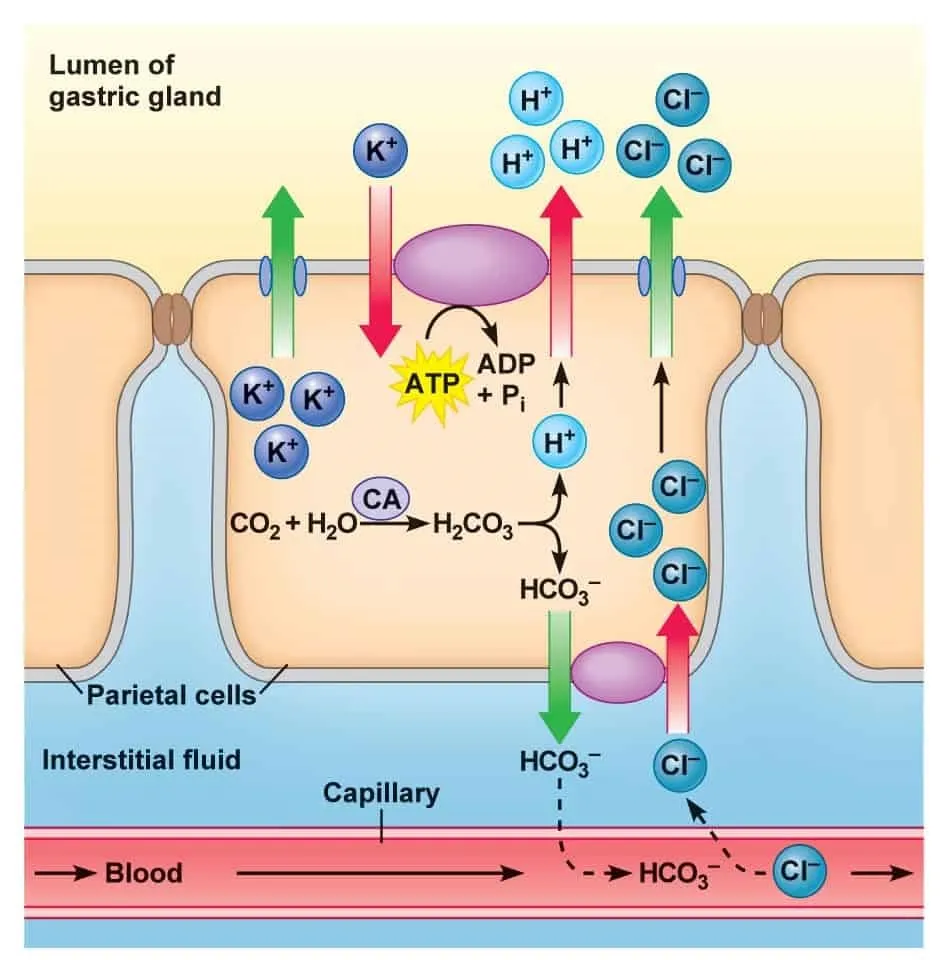 secrecion-HCl-celula-parietal-2.jpg