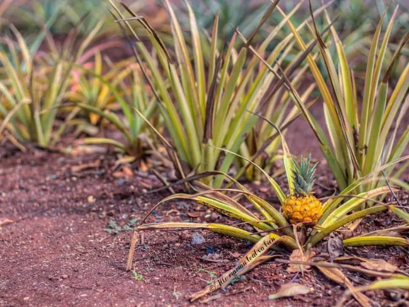 pineapple-hawaii-oahu-1-1 (1).jpg