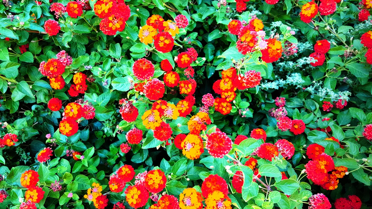 Malaga Flowers 09262016 2.jpg