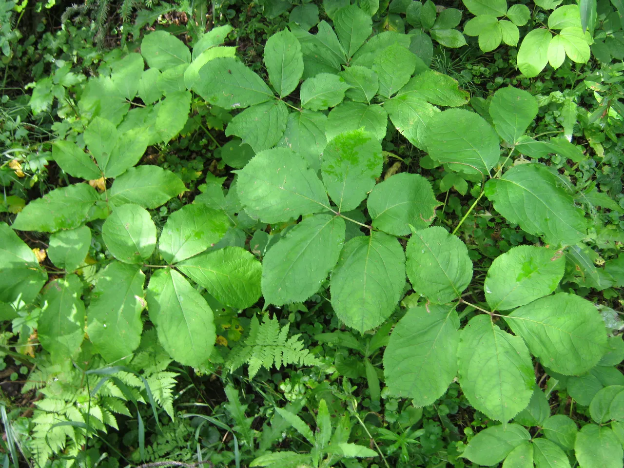 colony of Sasparilla root.JPG