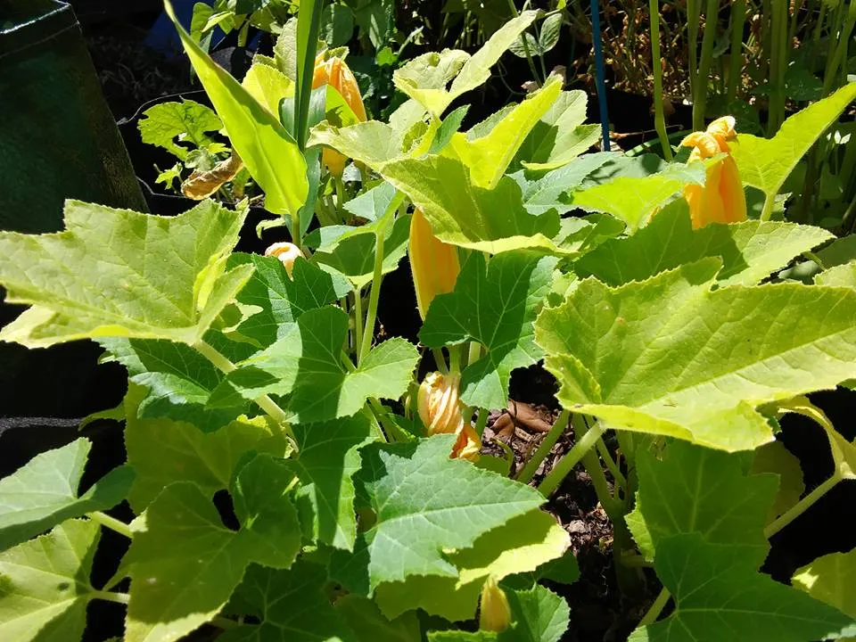 garden 5.30 squash plants.jpg