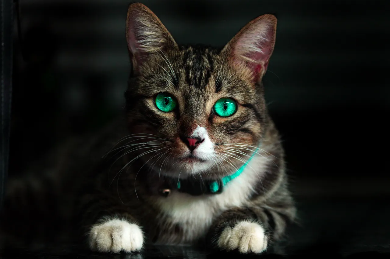 adorable-animal-blur-cat-617278.jpg