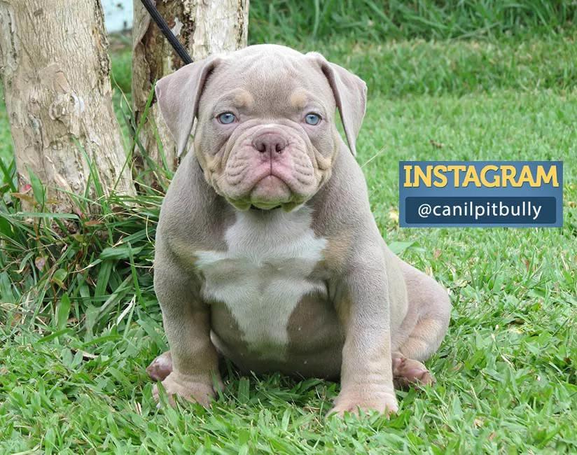 canil-pitbully-instagram-foto02.jpg