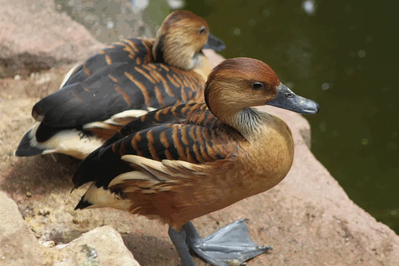 1576-Fulvous Whistling Duck.png