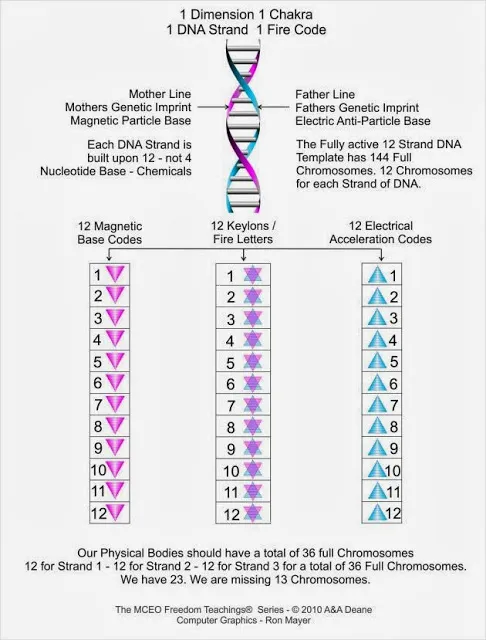 dna-struture-and-function-dgm-1.jpg