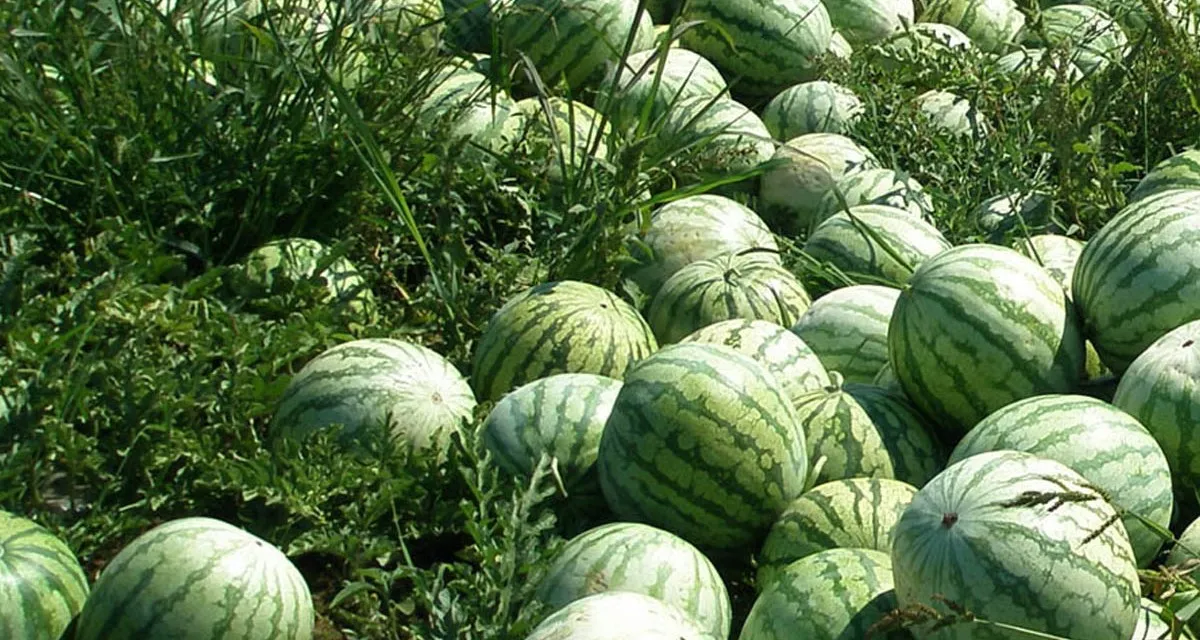 Barza-Wire-watermelons-1200x640.jpg