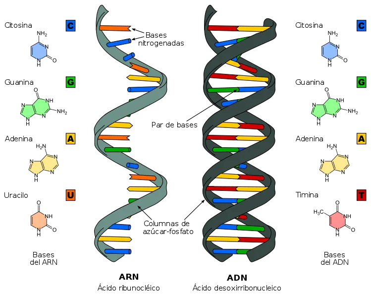 749px-Difference_DNA_RNA-ES_svg.png