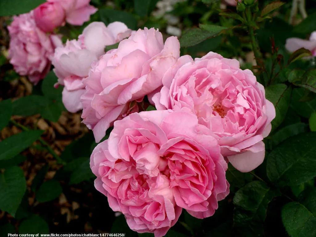 OverblownPinkFlowers-001-120218.jpg