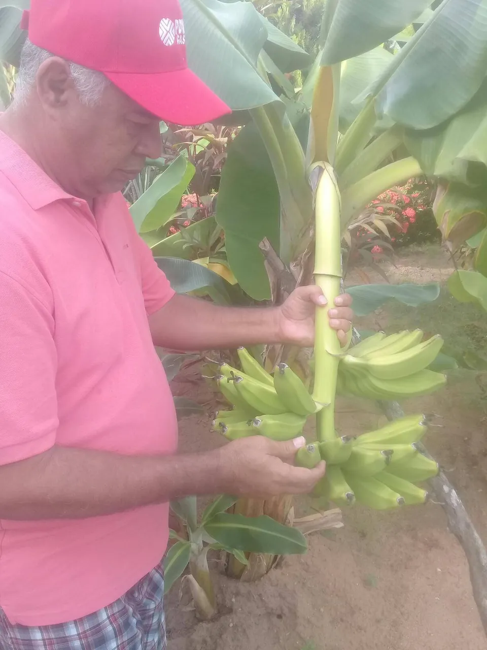 planta de topocho cosecha.jpg