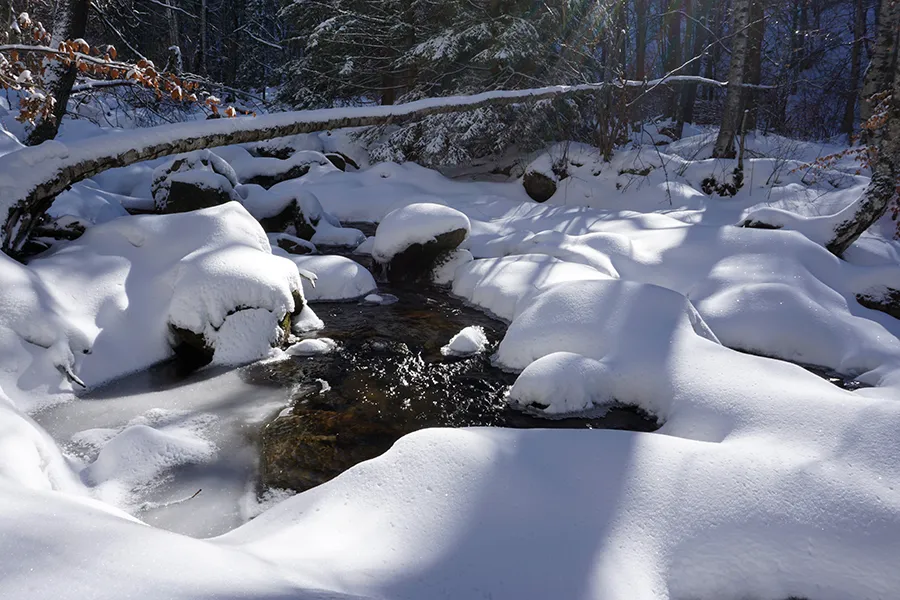 Vladaya_Walk_27_01_2019_ph019_s.jpg