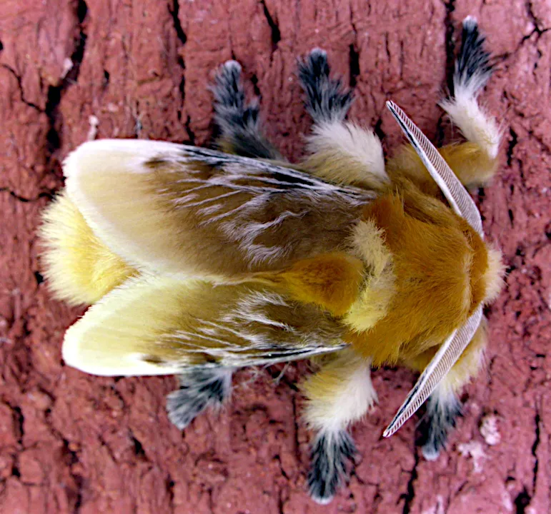 southern flannel moth patrick coin ccbysa2.5.jpg