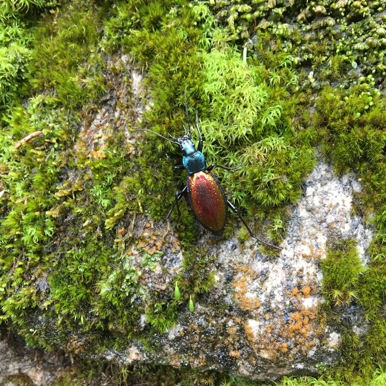 IMG_7238.JPG