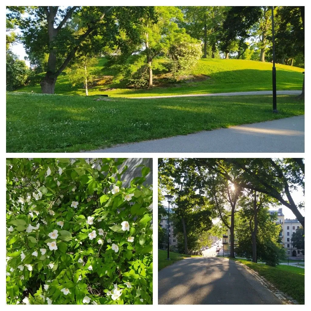 20220627_180949-COLLAGE.jpg