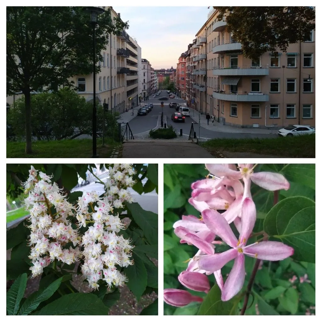 20220524_123923-COLLAGE.jpg