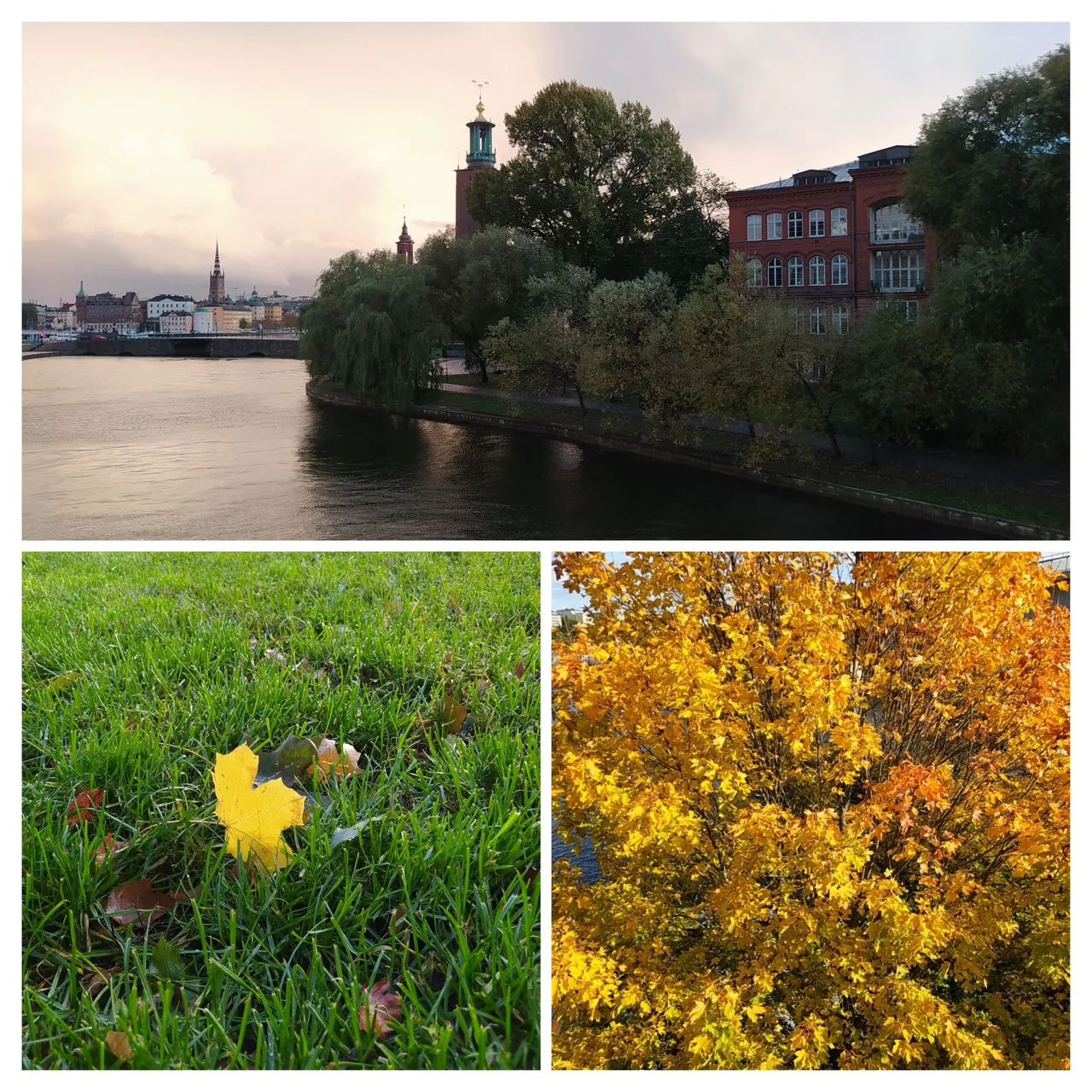 20231015_145318-COLLAGE.jpg