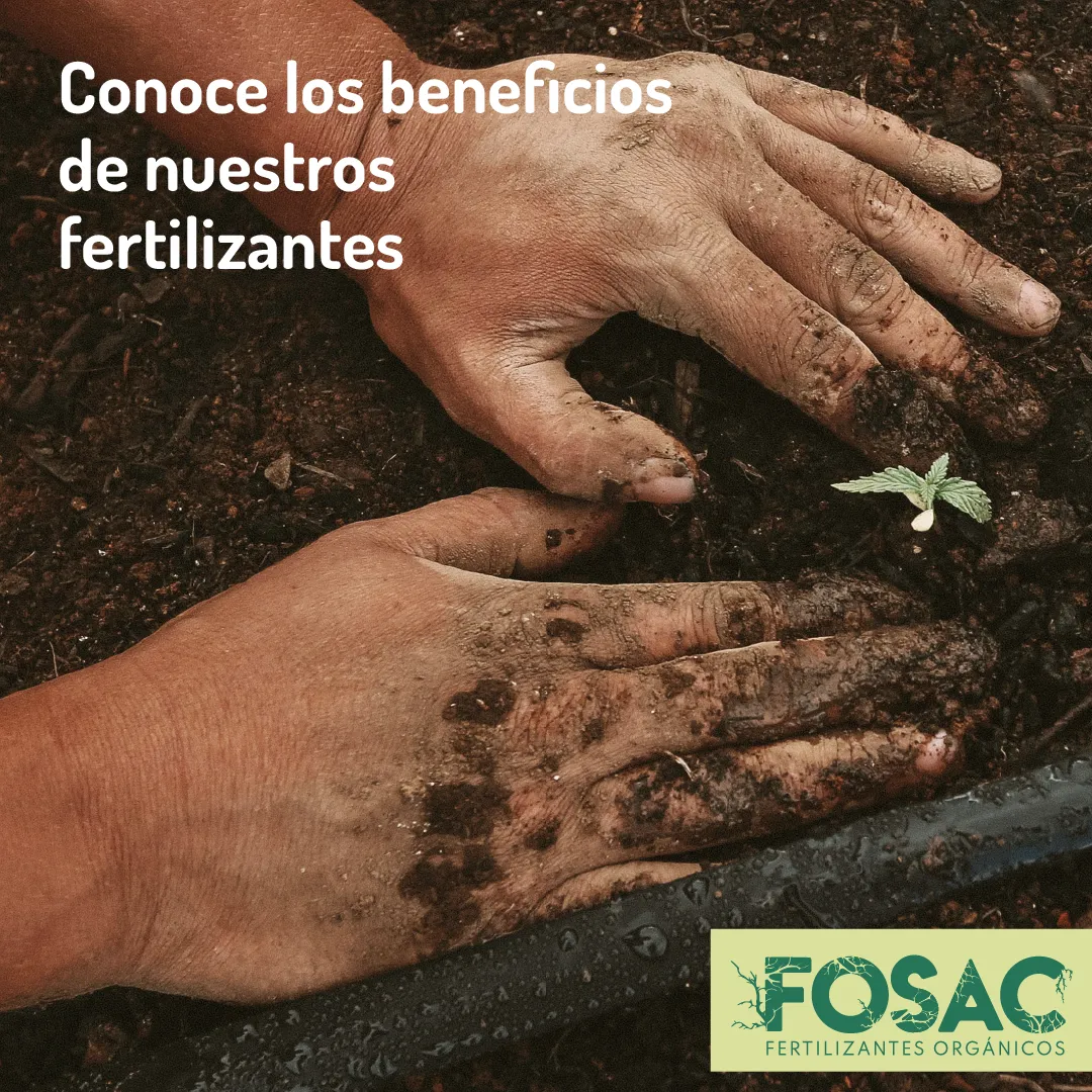 beneficios de festilizantes fosac_Mesa de trabajo 1.png