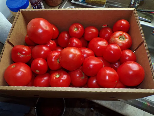 Box of seconds tomatoes crop August 2020.jpg