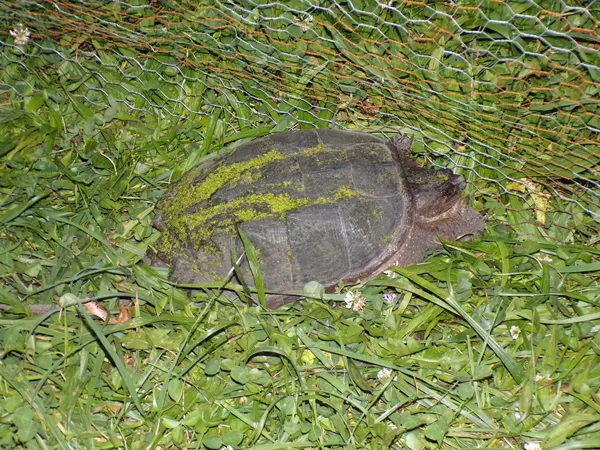 Snapping turtle  inside crop Sept. 2020.jpg