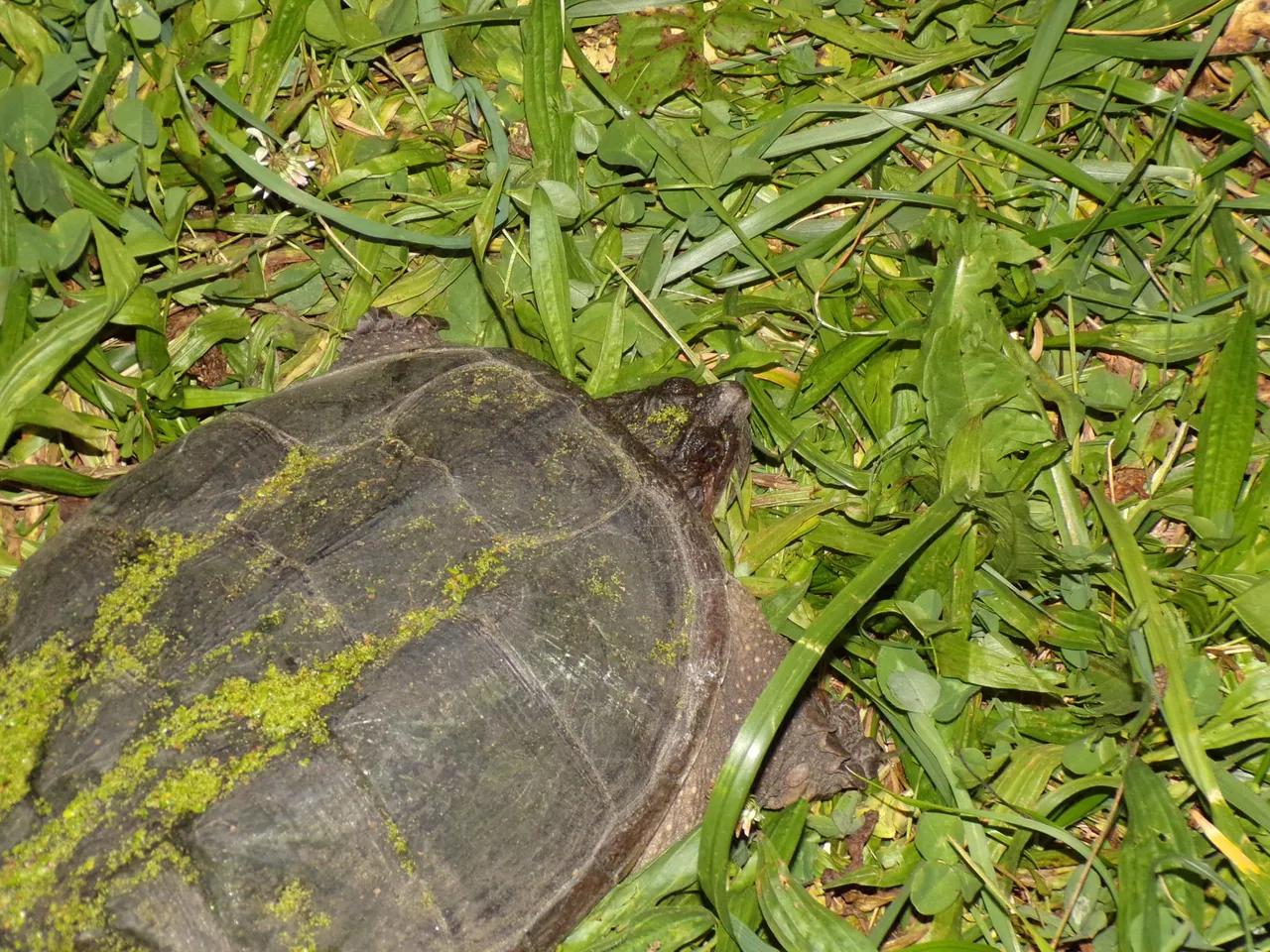 Snapping turtle  watching me Sept. 2020.jpg