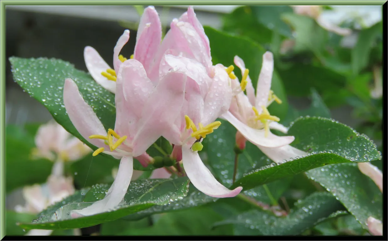 close up pink honeysuckle bloom with raindrops.JPG