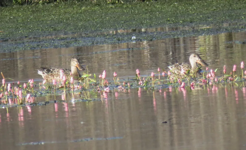2 female shoveller ducks by pink water plants.JPG
