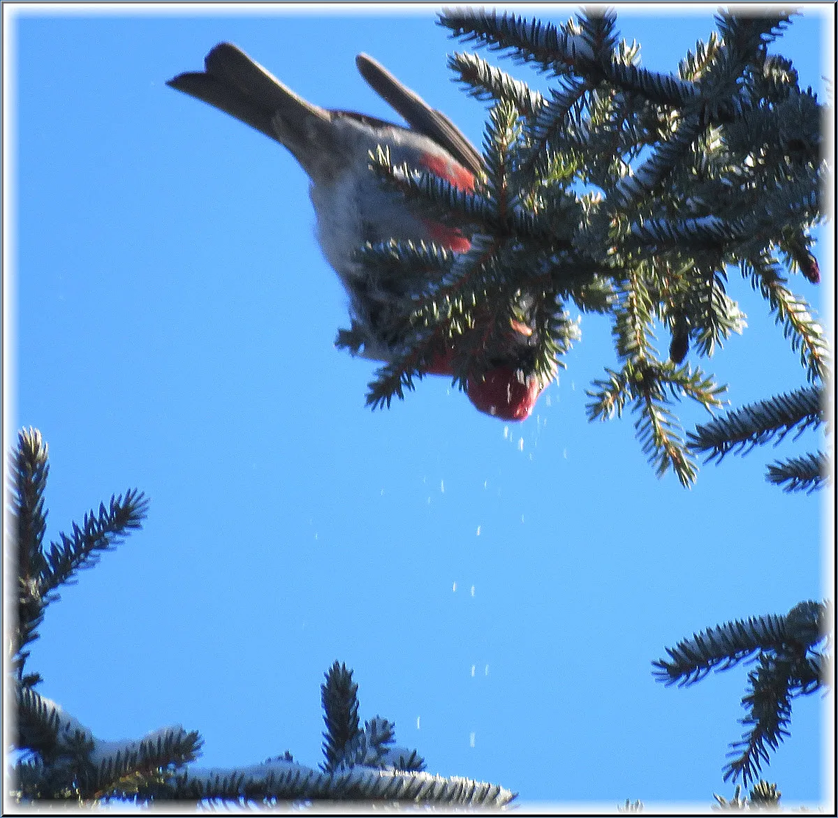 red pine grosbeak knocking snow of spruce tip.JPG