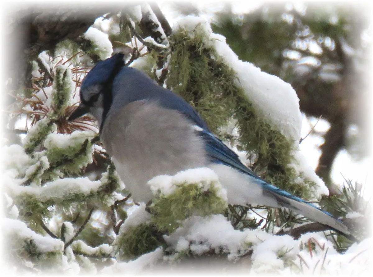 close up blue jay perched in snowy pine tree.JPG