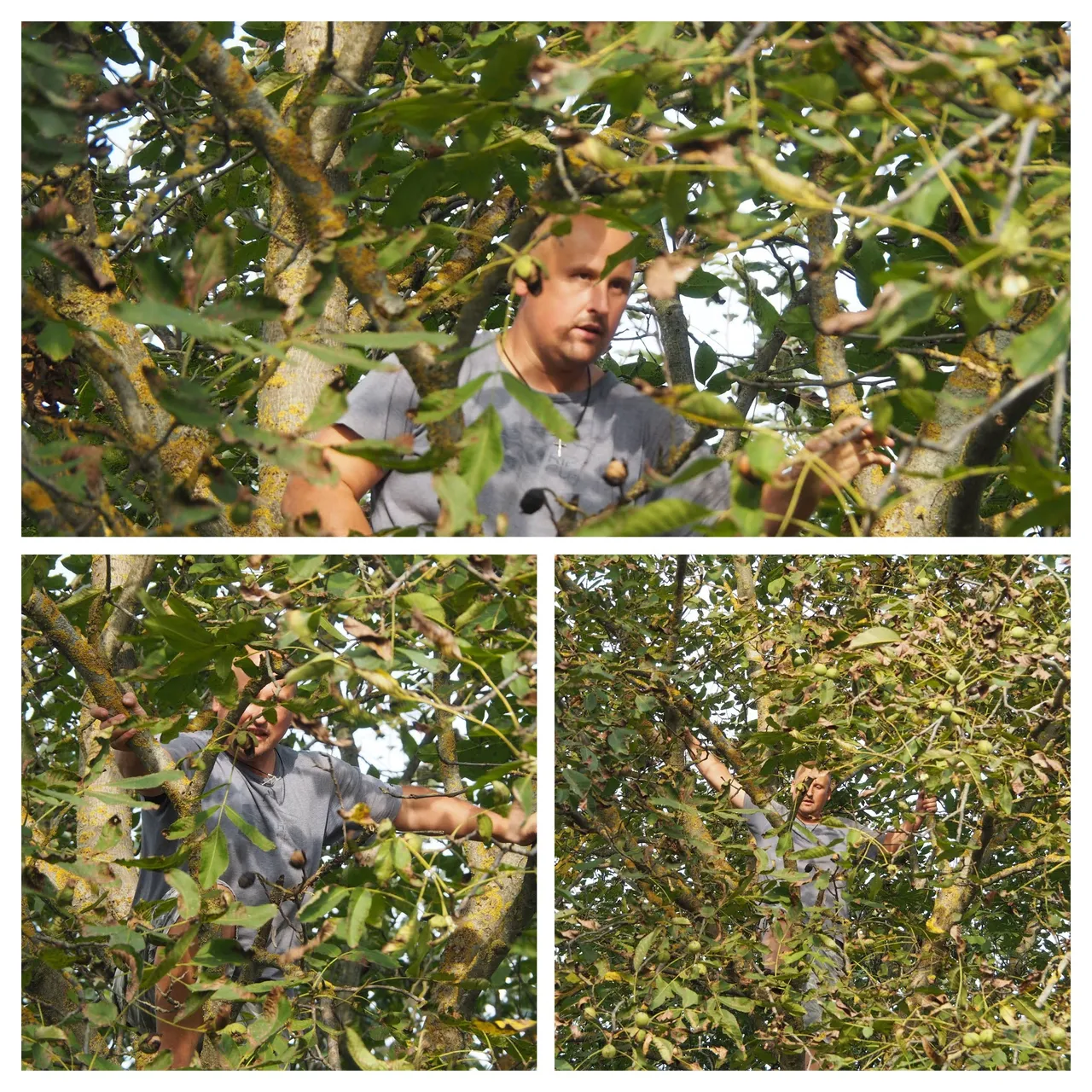 P9302349-COLLAGE.jpg