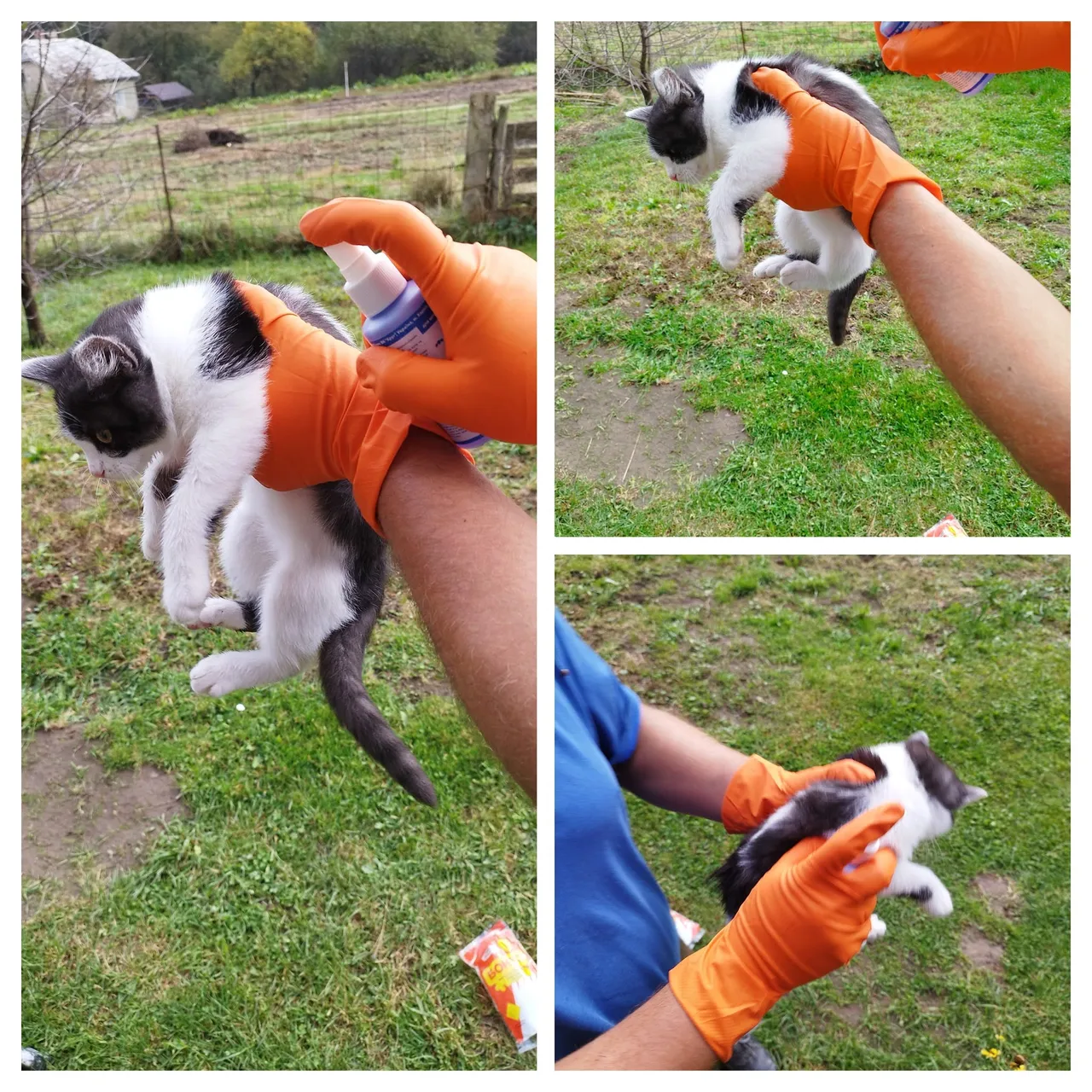 IMG_20231020_150532-COLLAGE.jpg
