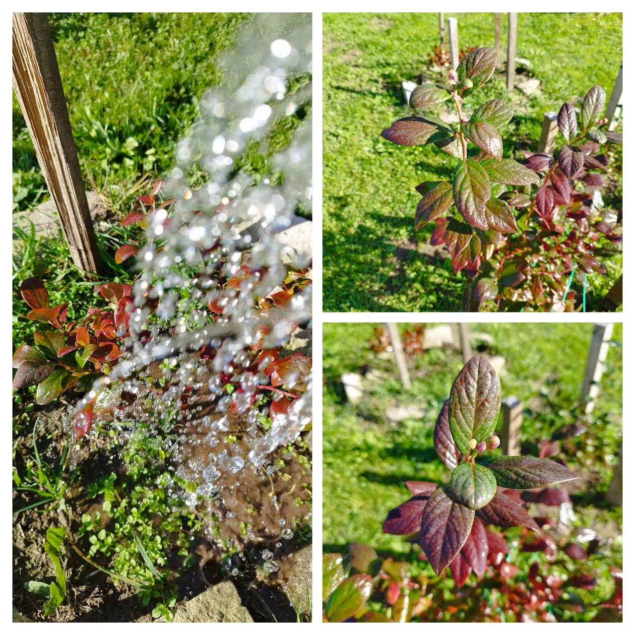 IMG_20231014_113133-COLLAGE.jpg