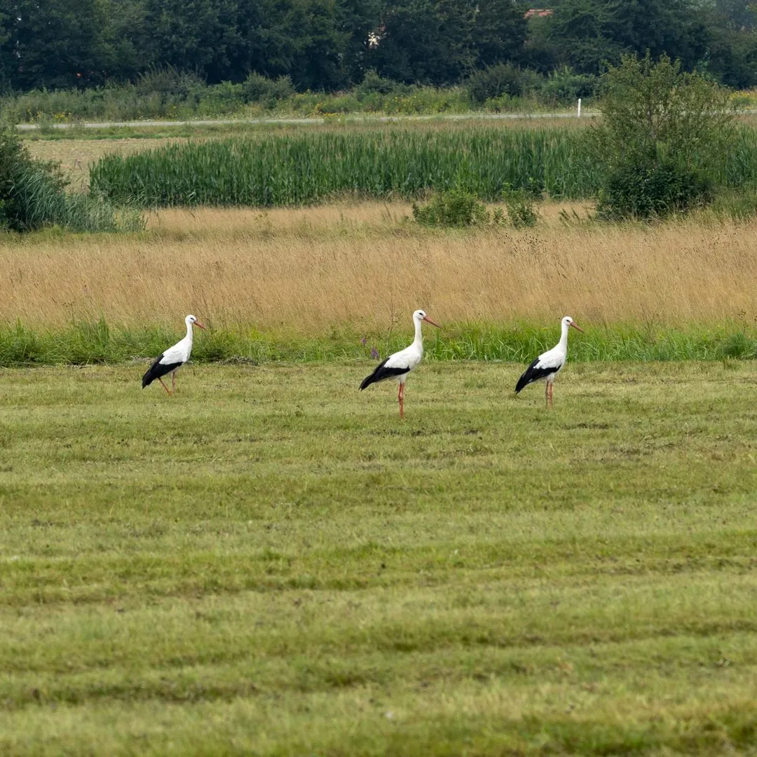IL5A7683.jpg