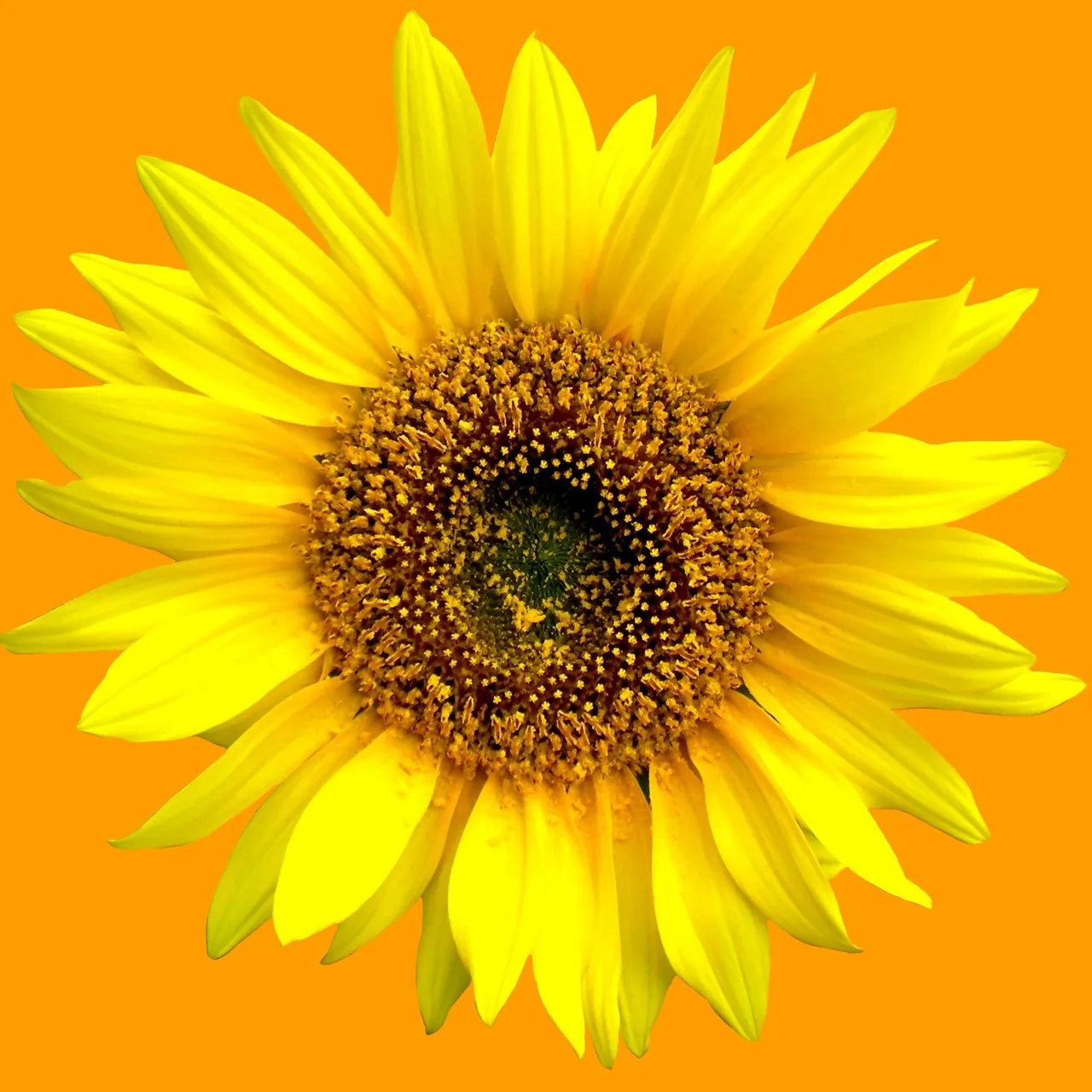 sunflower-177824_1920.jpg