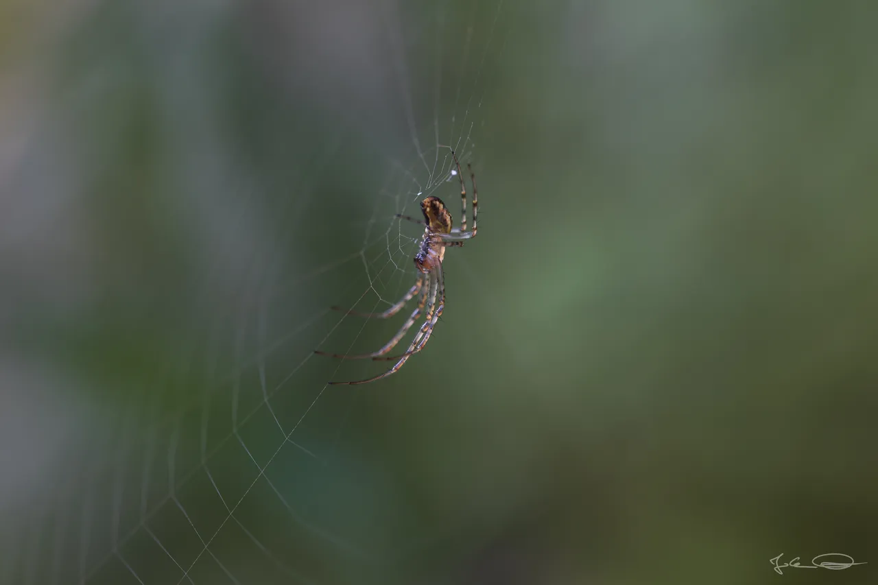 Hive AlphabetHunt Spider Web