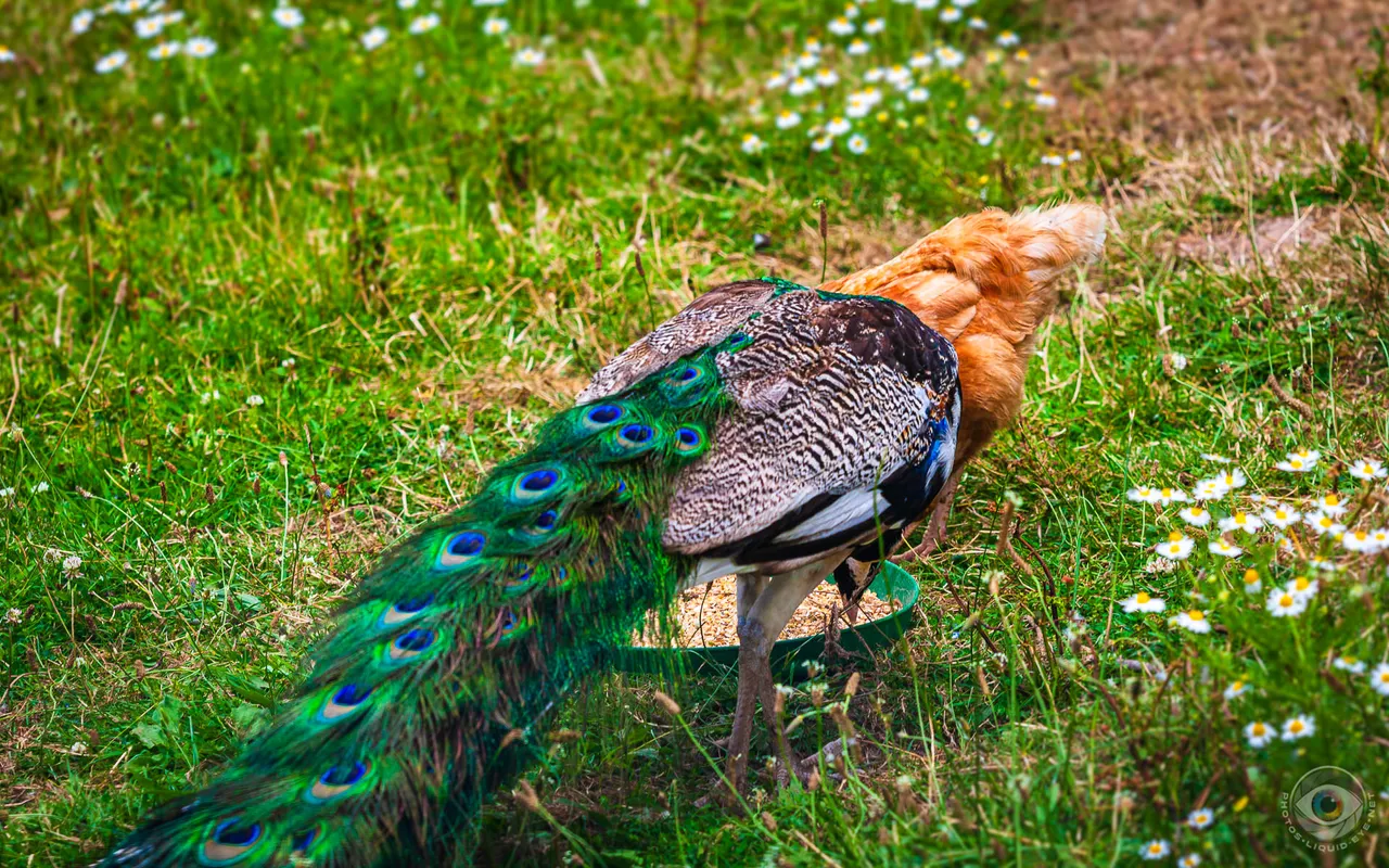 Peacock and Rooster