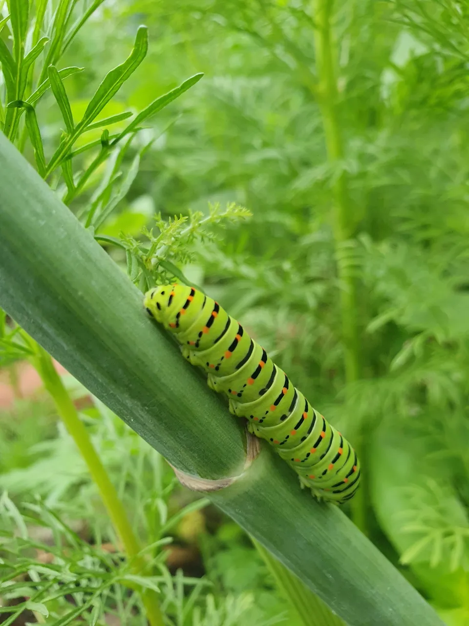 picture_14_catapiller_on_the_fennel